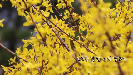 [영상] 노오란 빛깔 가득 담고서 / YTN