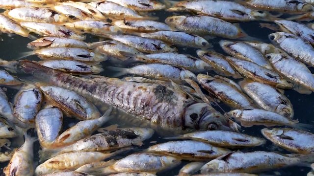 Ambiente, notizie in pillole, dall'Australia all'Iran passando per Berlino