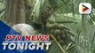 DBP opens loan window for coconut farmers