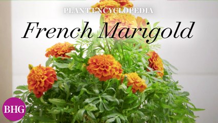 Everything You Need to Know About French Marigolds