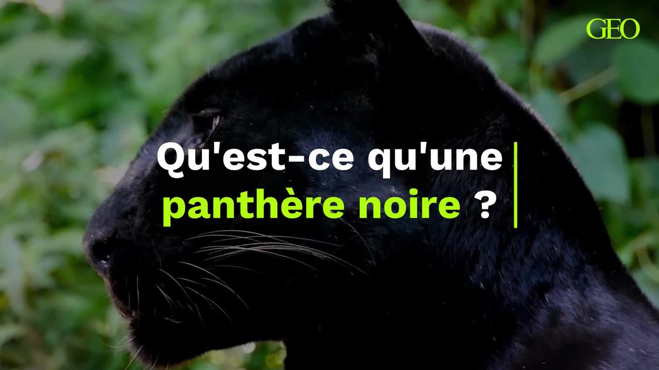 Qu'est-ce qu'une panthère noire ?
