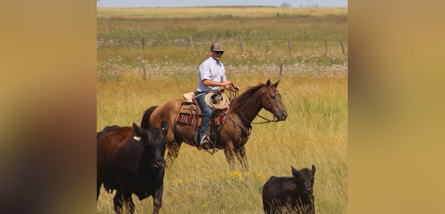 Revitaliser l'élevage bovin : une approche innovante de la production alimentaire et de la protection des terres humides