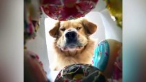 Funniest Animals 2023  | Funny Cats And Dogs 2023  | Funniest Animals Cats And Dogs 2023