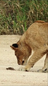 1 Crab Takes on Pride of Lions
