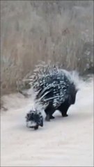Porcupine Mommy Takes Her Babies Out on an Adventure