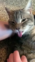 Cat Flicks Tongue When Scratched