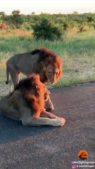 How Male Lions Show Dominance...