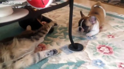 Cat And Bulldog   Funny Videos Compilation