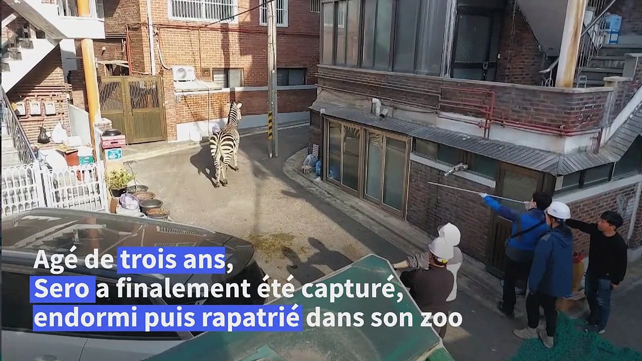 Corée du Sud: un zèbre retrouvé dans les rues de Séoul après s'être échappé d'un zoo