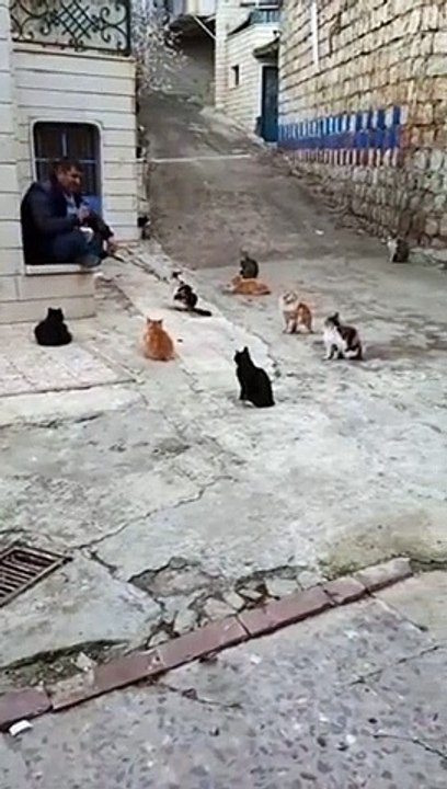 Il donne des leçons aux chats dans la rue