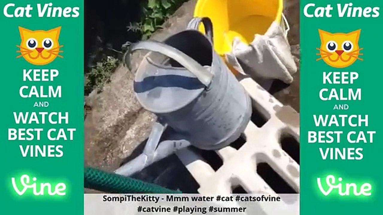 Cat vines compialtion - Funny cats compilation #11