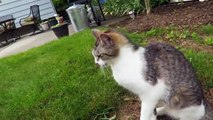 Cute Cat Video - Friendly Feral Cat In My Yard - Meowing