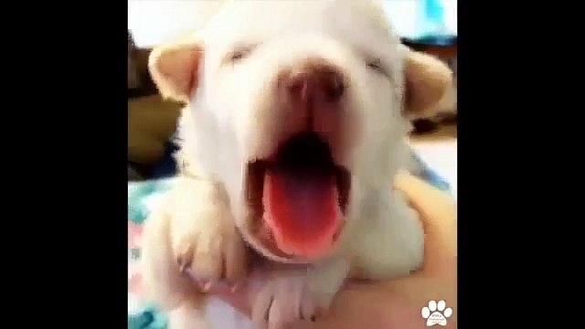 Best Pet and Animal Vines September 2014 Compilation of Amazing Pet Vines!