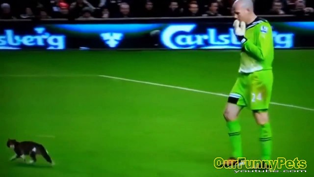 Funny Videos 2015 Funny Vines Cats Funny fails Cats Videos Funny Cat Videos Cool C