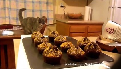 Funny Cats 2015 January Смешные кошки 2015