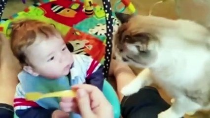Best Funny Fails Baby and Cats - Funny Baby and Pet