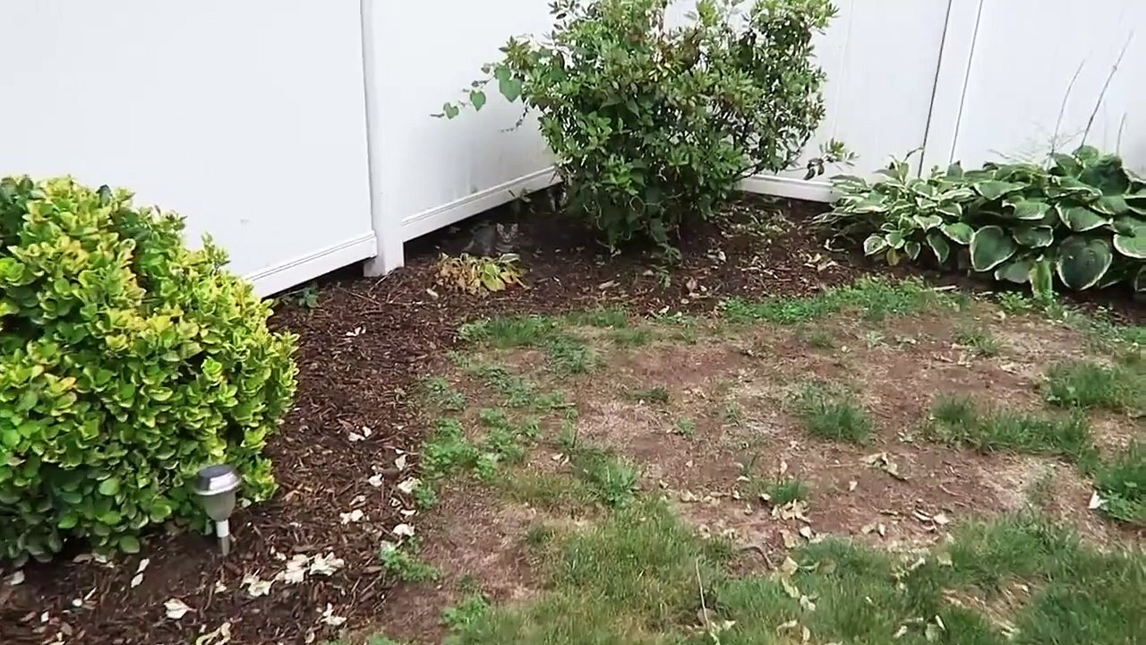 Cute Feral Kitten Gives Me A High Five