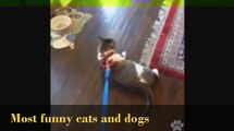 Most funny cats and dogs Pranks Compilation 2016