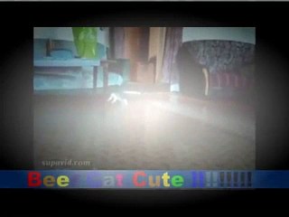 Funny Videos   Funny Cat Videos   Funny Animals Compilation 2015   Funny Vines   Funny Pictures