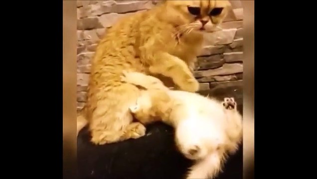 Смешные Кошки 2015! (#3) Веселая Видео Подборка! Смешные Животные 2015