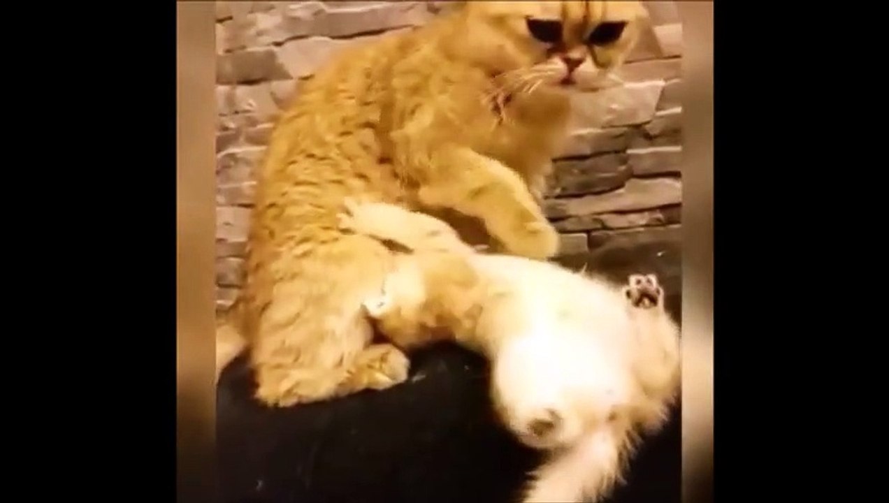 Смешные Кошки 2015! (#3) Веселая Видео Подборка! Смешные Животные 2015