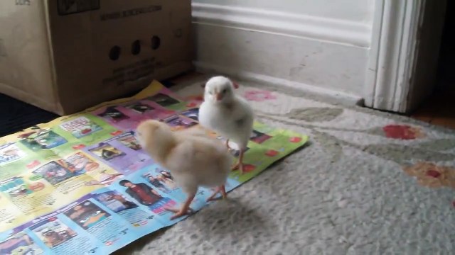Funny baby chicks drinking water , funny videos