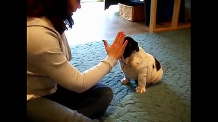 BullDog Puppies Video ! Funny Dog collection