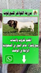 قروب واتساب لبيع وشراء ماعز البور " البورقوت " في السعودية ( حراج ) الرابط في الوصف