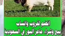 قروب واتساب لبيع وشراء ماعز البور " البورقوت " في السعودية ( حراج ) الرابط في الوصف