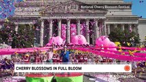 Celebrating D.C.'s famous cherry blossoms