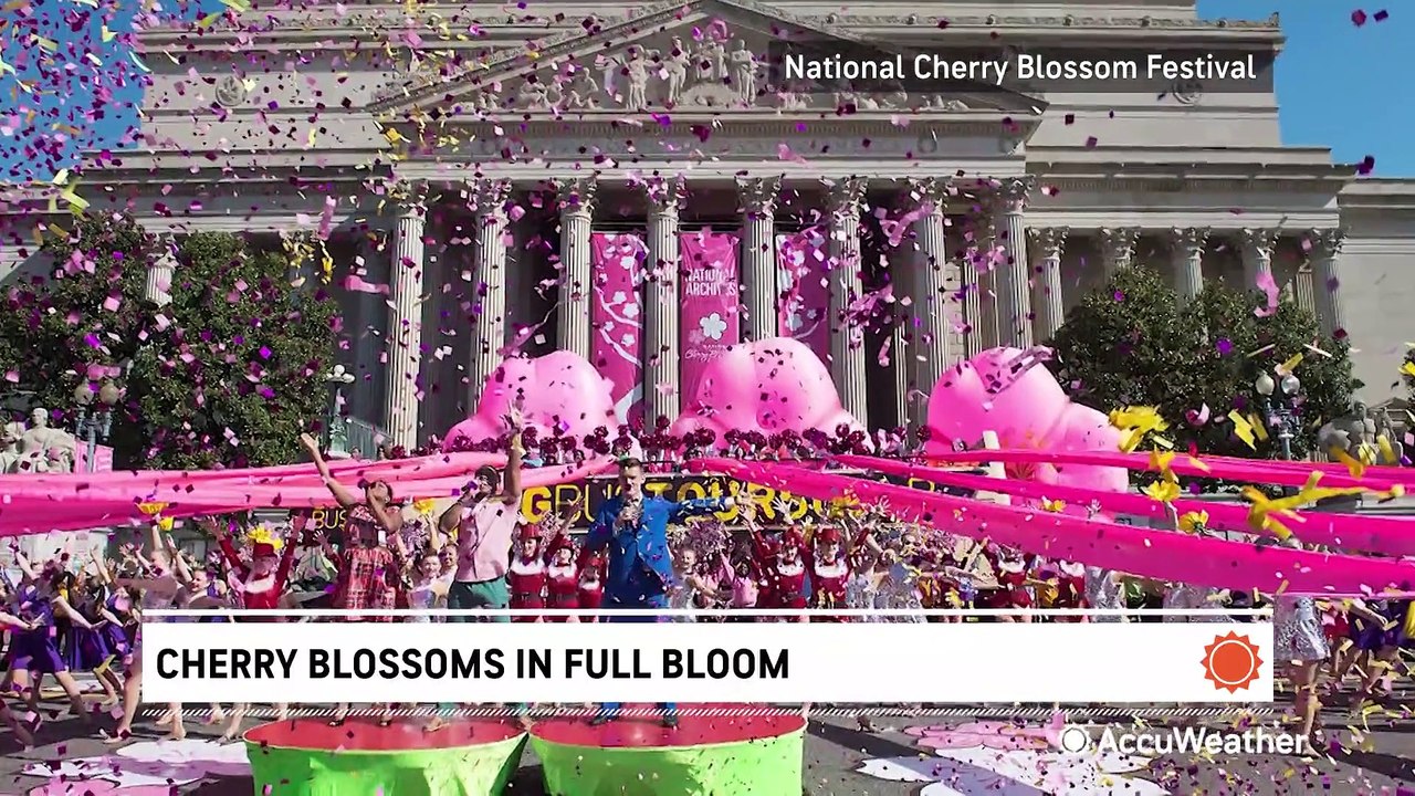Celebrating D.C.'s famous cherry blossoms