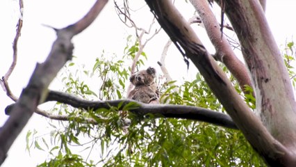 Blue Mountains koala colony may avoid the worst of climate change, researchers say