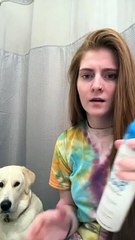 Labrador Doesn't Like Dry Shampoo