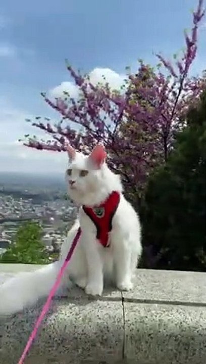 #mainecoon  exploring #catlover