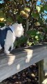 Big British shorthair cat Apollo meets squirrel for a first time!