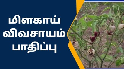 பரமக்குடி: மிளகாய் விவசாயம் பாதிப்பு - ஏன் ?