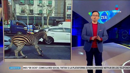 Cebra se escapa de zoológico y camina por las calles de Seúl