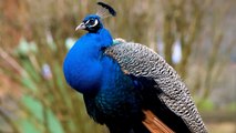 beautiful blue peacock