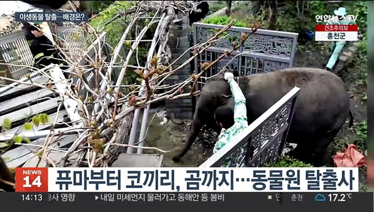 [뉴스초점] 얼룩말 '세로' 탈출 소동…야생동물 도심 출몰 대책은?