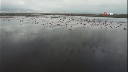 Flamingoların göç yolundaki molaları böyle görüntülendi