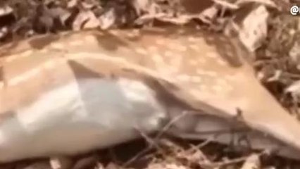 बालाघाट: करंट की चपेट में आए वन्यप्राणी, भालू और चीतल की मौत