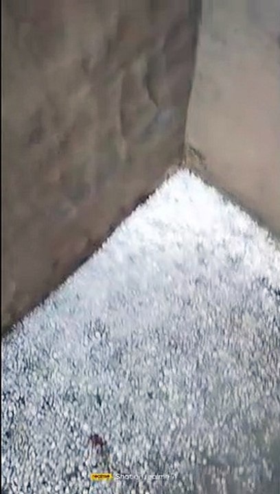 Video- तेज सूंटे के साथ आई बरसात, खेतों में बिछ...