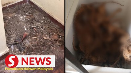 Conduct thorough probe into discovery of cat carcasses in Cheras home, DVS urged