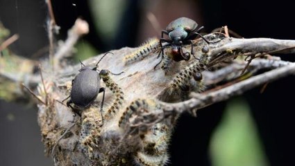 Yavru Vatan'a Türkiye'den yardım eli! Tam 2 bin "avcı böcek" göreve gitti