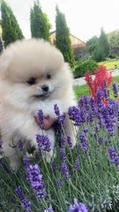 The Most Adorable & Cutest Puppies Ever!