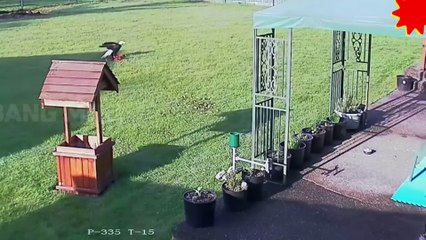 Ayam Melawan Elang , diluar dugaan...