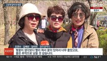이상고온에 일찍 핀 봄꽃…서울 역대 두 번째 이른 벚꽃