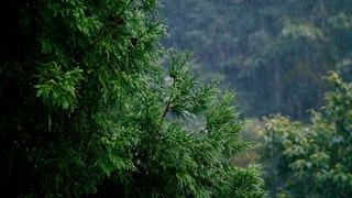 Rainforest Raining with thunderstorm and flashing