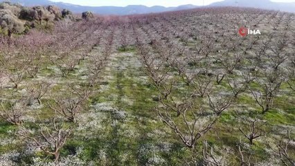 Sıcaklıklar arttı meyve bahçeleri çiçek açtı