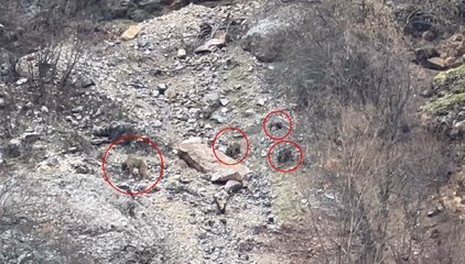 YİYECEK ARAMAYA ÇIKAN AYI VE YAVRULARI GÖRÜNTÜLENDİ